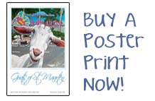Buy a Poster Print