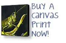 Buy A Canvas Print