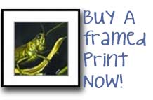 Buy a framed print today!