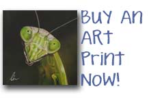 Buy a print now