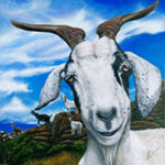 Goats of St. Martin - #1 - Andre