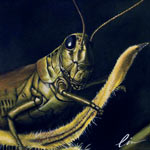 View the Grasshopper Painting