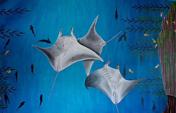 CHKD Manta Rays