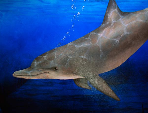 Click for the large image