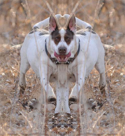 Mirrored Image