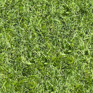 Seamless Grass Texture